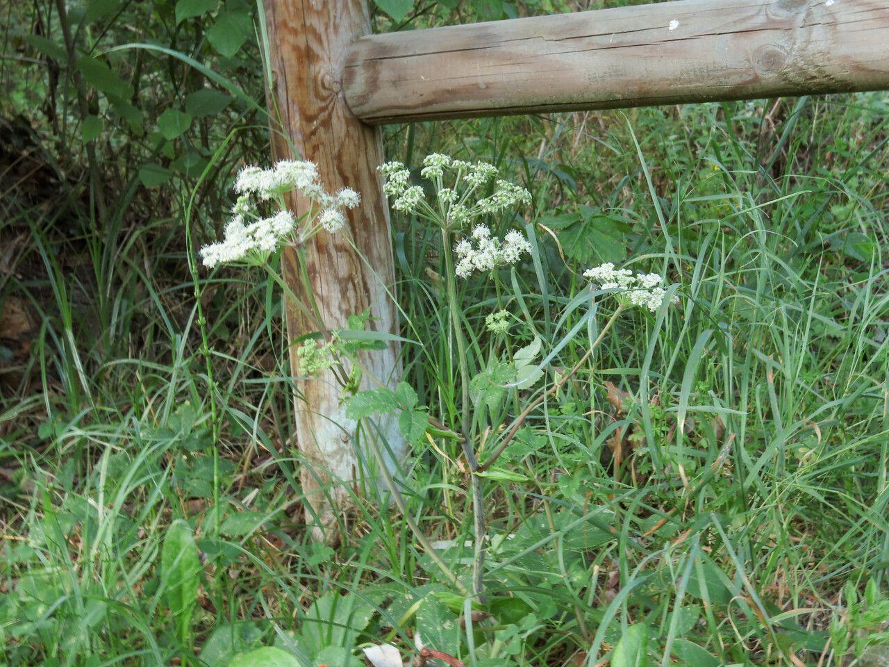 Égopode podagraire en pleine croissance dans un coin ombragé du jardin