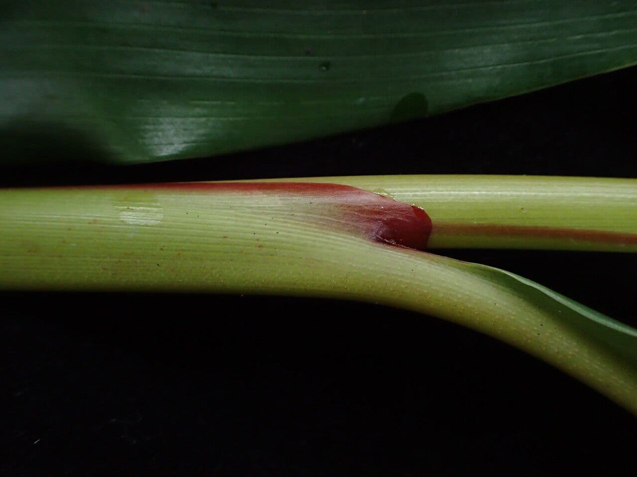 Amomum subulatum black cardamom plant with fruit