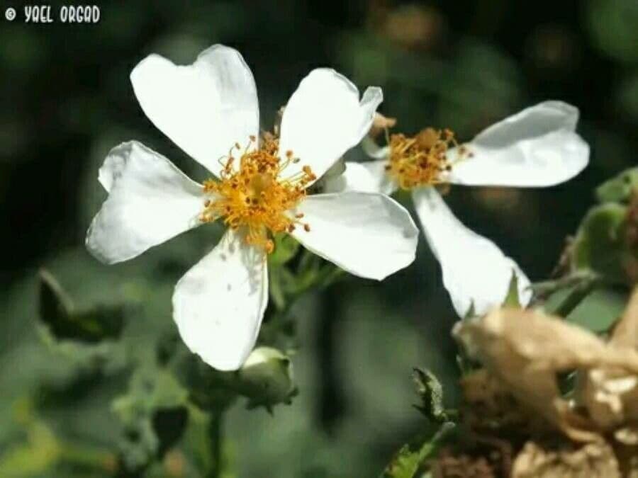 Rosa phoenicia Phoenisische roos bloemen en struik