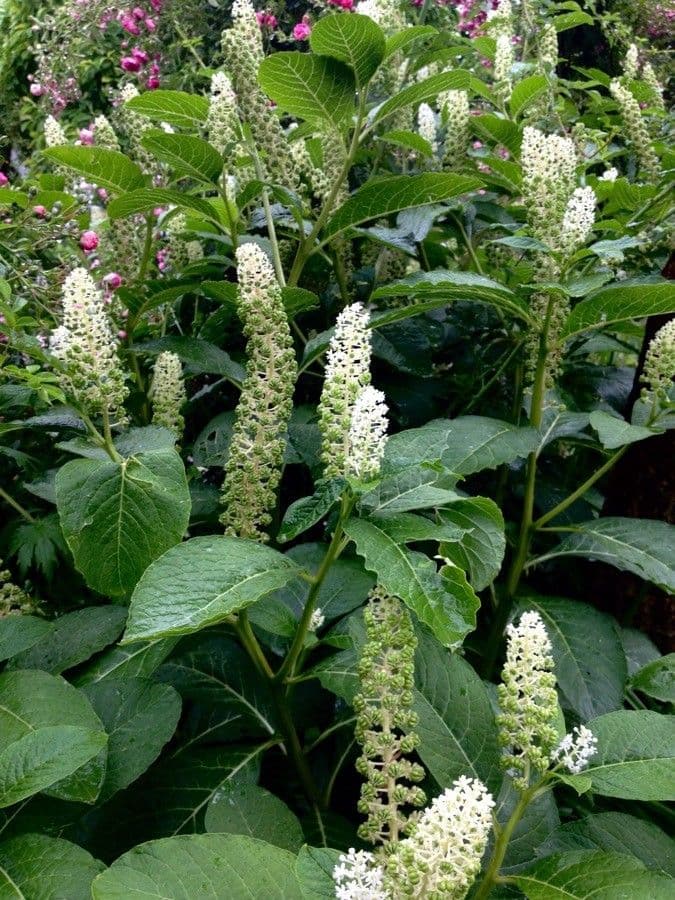 Phytolacca americana paars-zwarte bessen