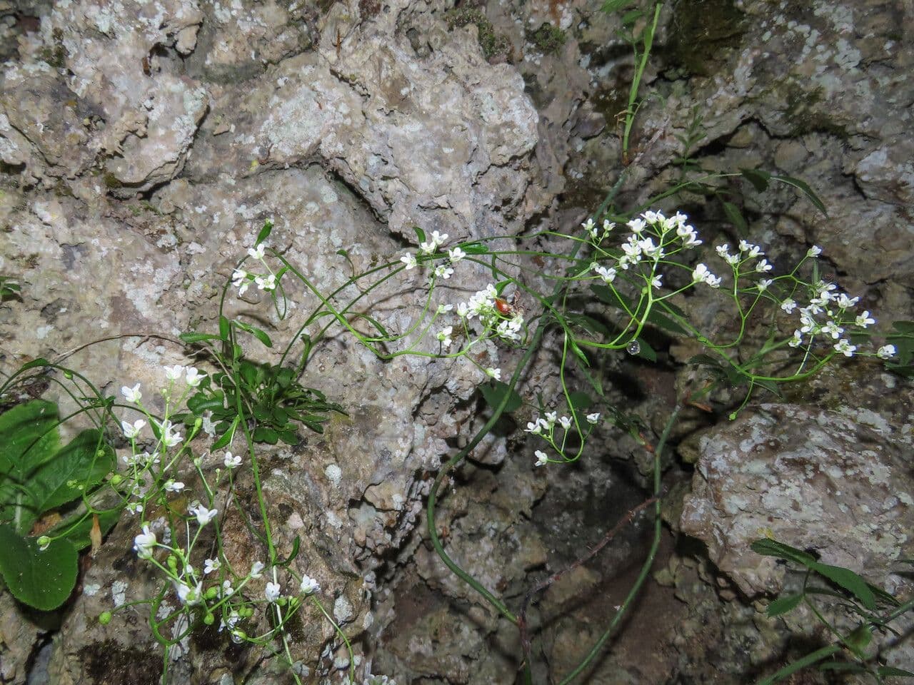Witte bloemen van Kernera saxatilis op een rotshelling
