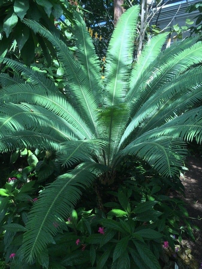 Dioon edule Mexicaanse cycas in volle groei