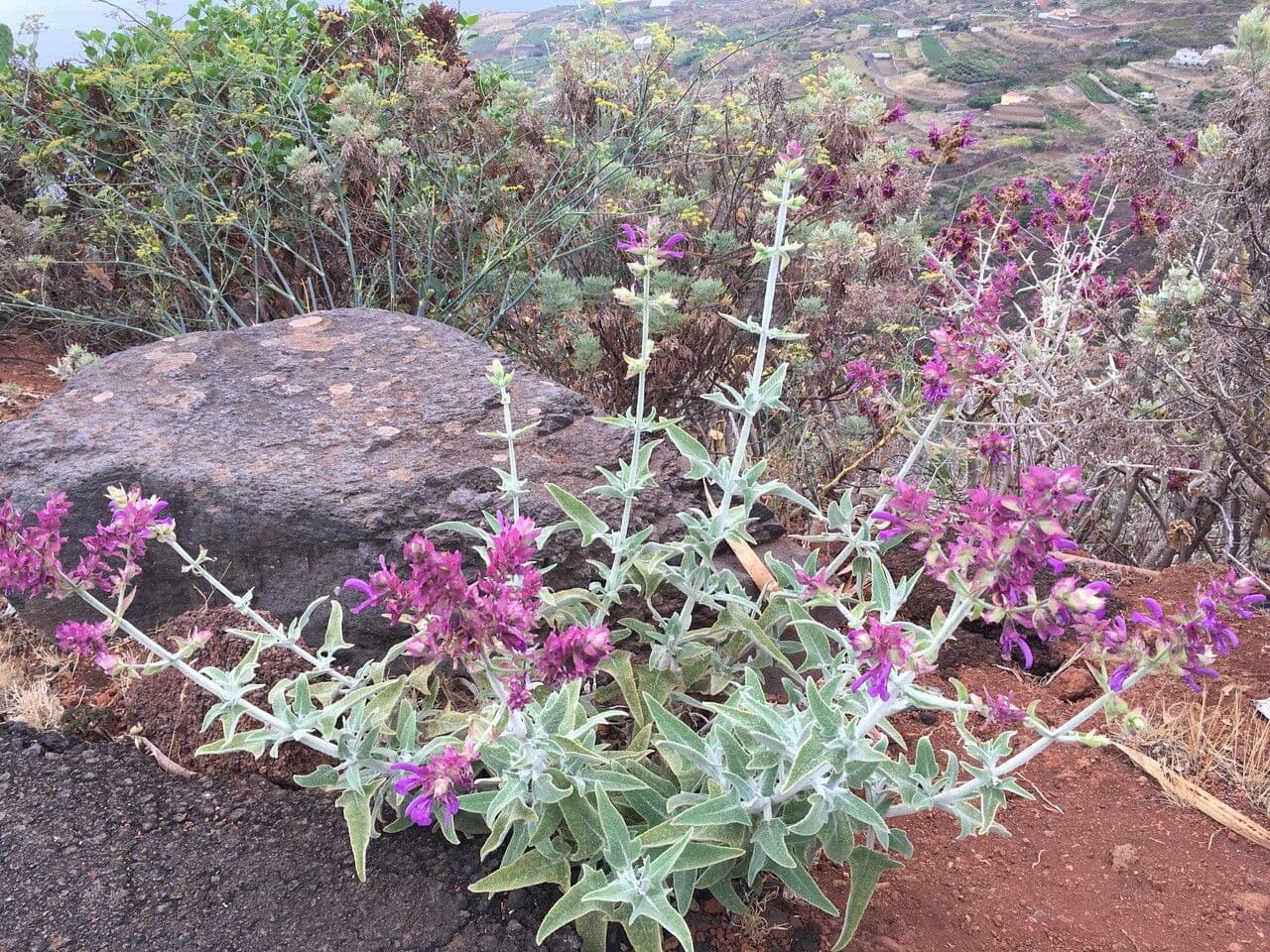 Salvia canariensis flowers detail