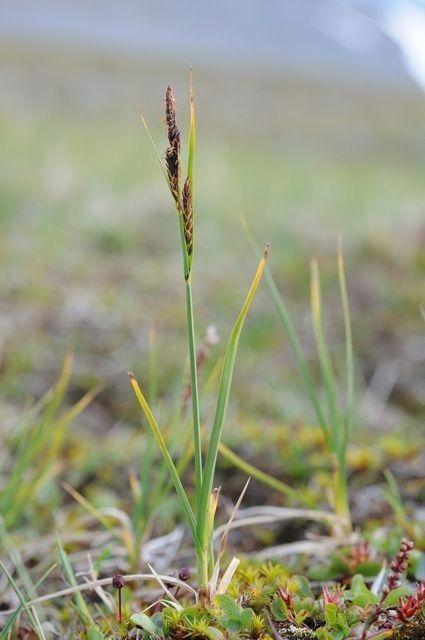 Carex bigelowii en milieu naturel humide, avec feuillage dense et tiges florales vert clair
