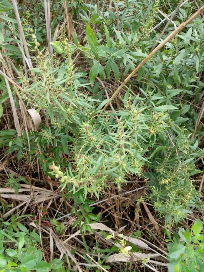 Iva frutescens arbuste poussant dans un marais salant côtier