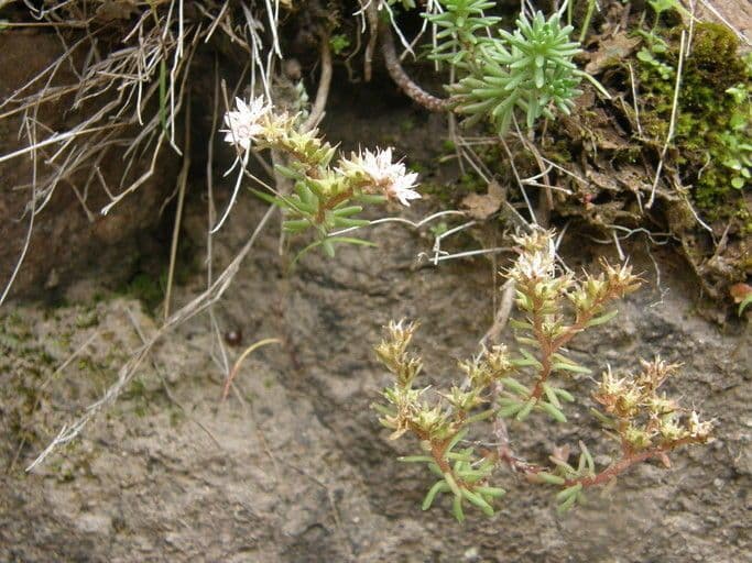 Sedum stelliforme met ster-vormige rosetten en gele bloemen
