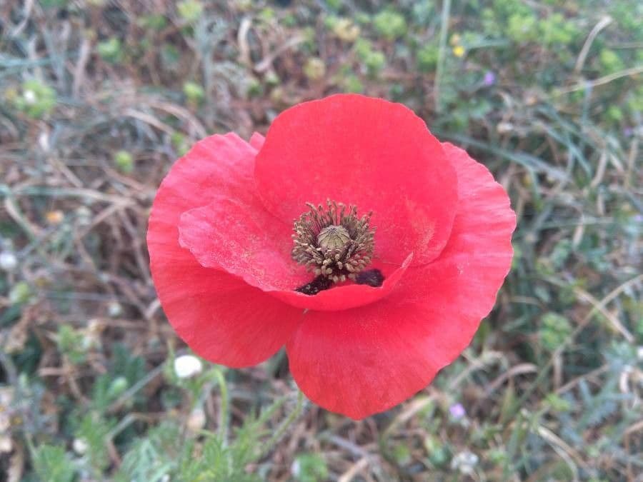 Ruige klaproos met zachtpaarse bloemen