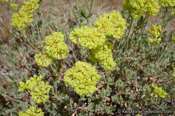Eriogonum umbellatum met gele bloemschermen op droge, rotsachtige ondergrond