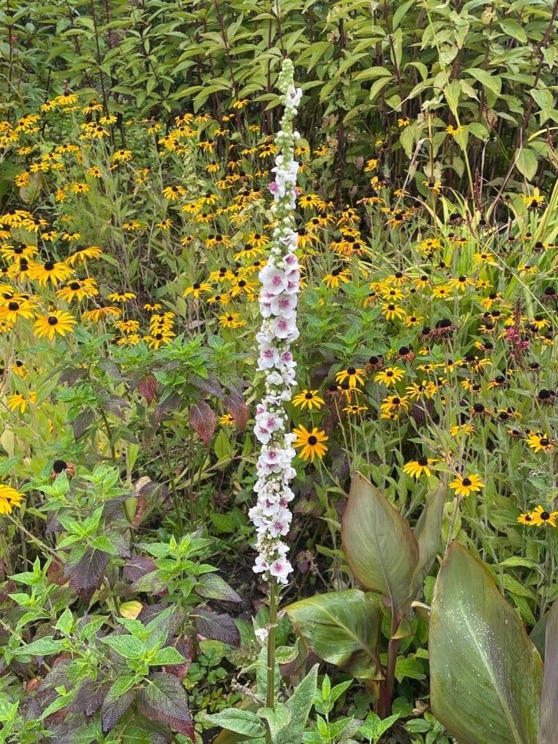 Verbascum chaixii met gele bloemtrossen in bloei
