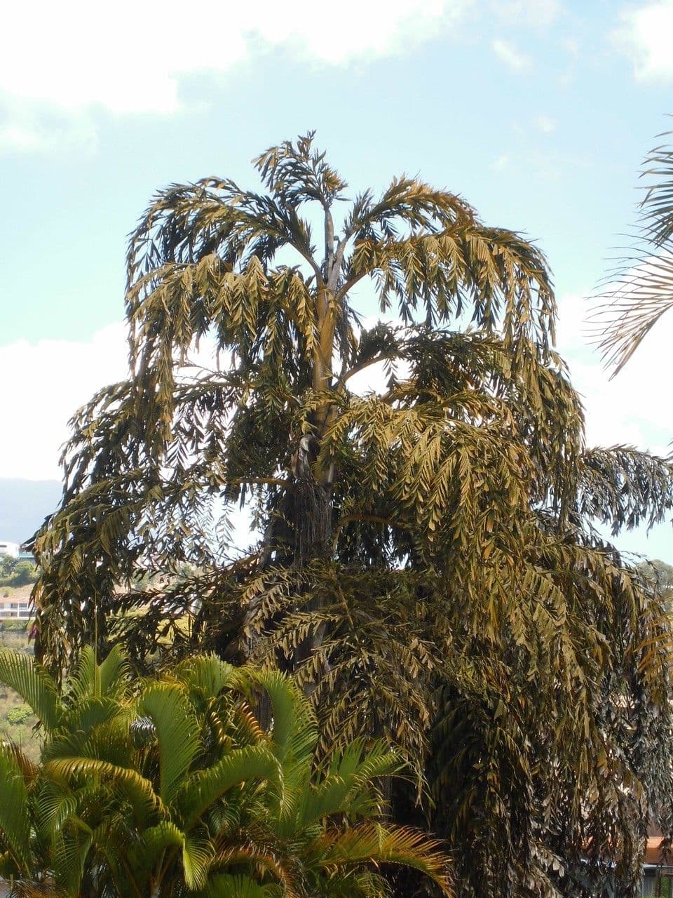 Caryota urens palmboom met unieke bladeren