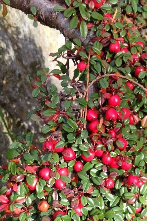 Entire-leaved Cotoneaster with red berries and green foliage