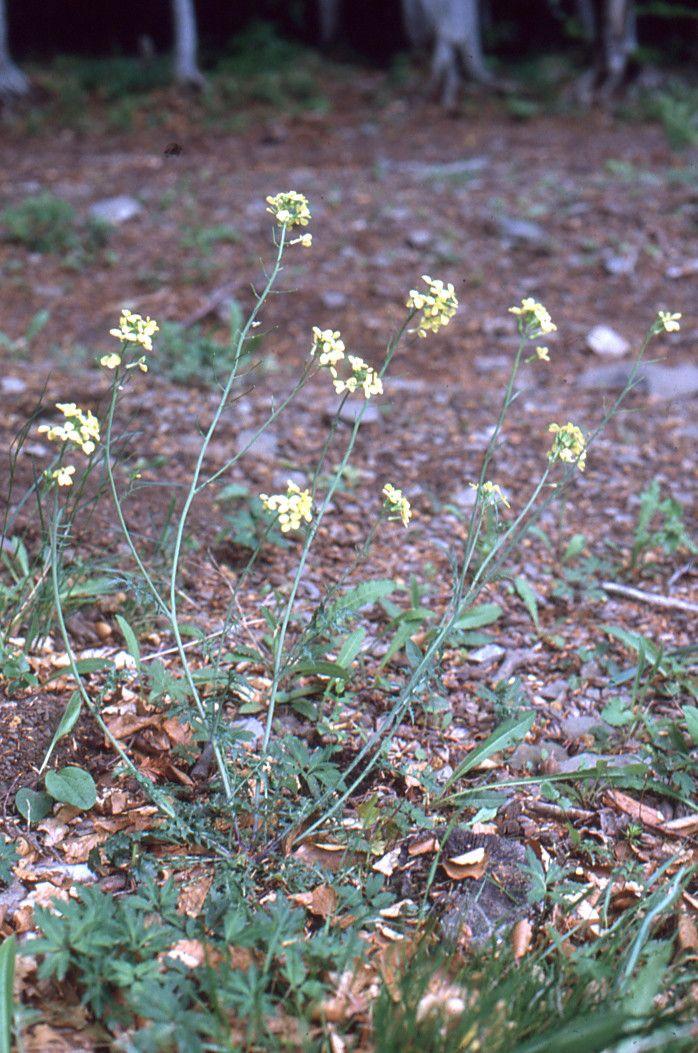 Französische Hundsrauke in voller Blüte mit gelben Blüten auf einer sonnigen, trockenen Wiese