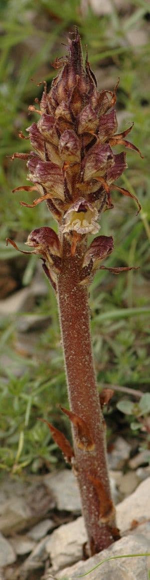 Orobanche reticulata mit purpurnen Bluten auf der Distel
