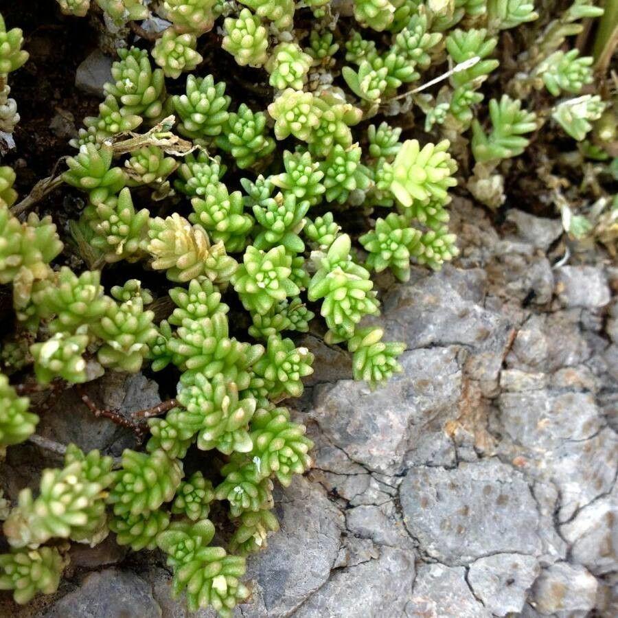Orpin blanc en fleur sur un mur en pierre, avec des feuilles épaisses et des inflorescences blanches