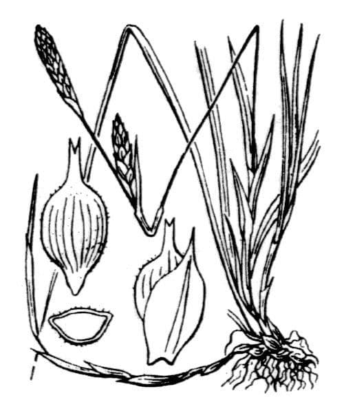 Carex michelii displaying fine, delicate foliage