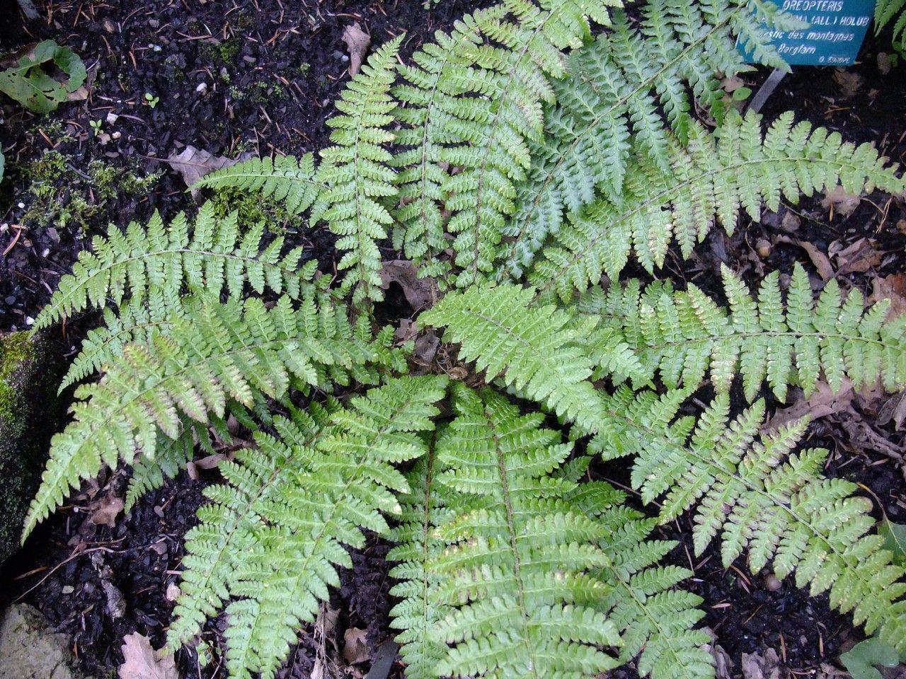 Polystic de Braun dans un sous-bois humide et ombragé, avec de longues frondes brillantes