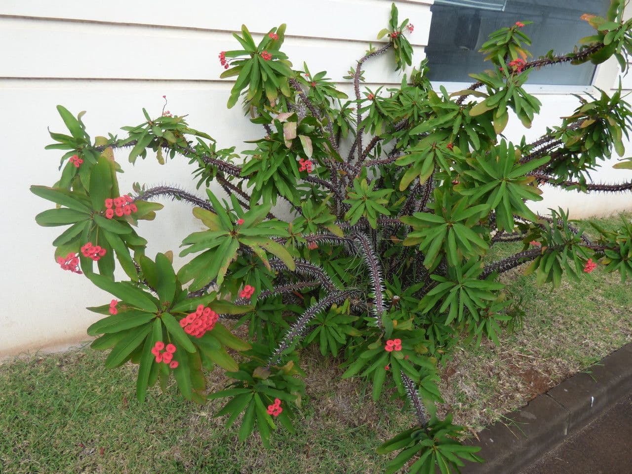 Rode bloemen van Euphorbia milii met doornen