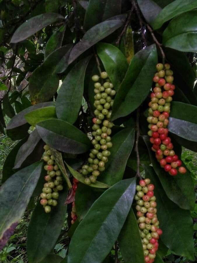 Antidesma bunius displaying dark fruits and glossy foliage