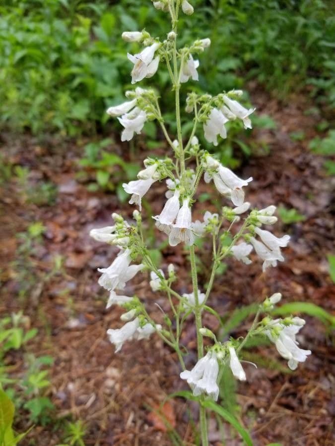 Penstemon digitalis in voller Blüte mit hohen Rispen weißer Röhrenblüten