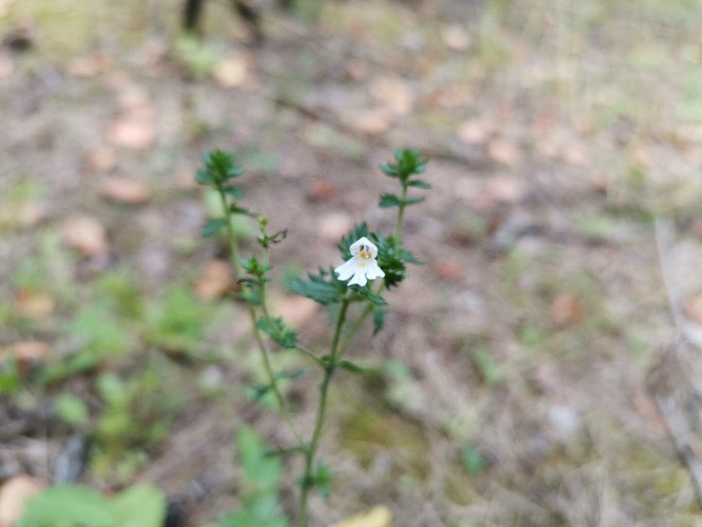 Aufrechter Augentrost mit blauen Blüten auf trockenen, sonnigen Wiesen