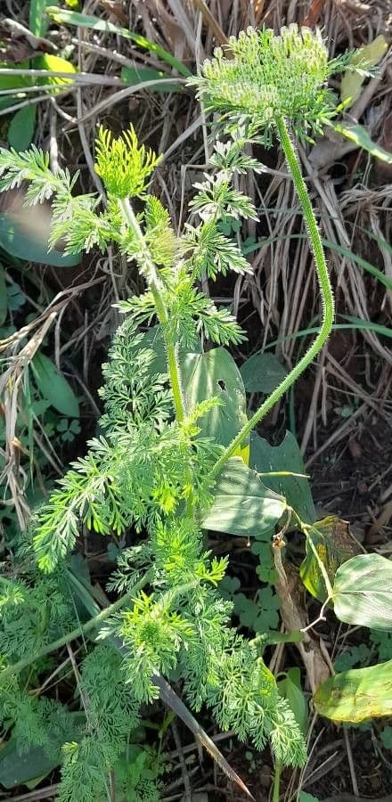 Daucus pusillus with fine white flower clusters and finely divided leaves