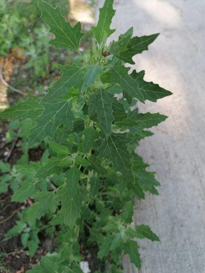 Feigenblättriger Gänsefuß in voller Blüte, mit tief eingeschnittenen Blättern und weißen Blütenrispen in einem sonnigen Beet.