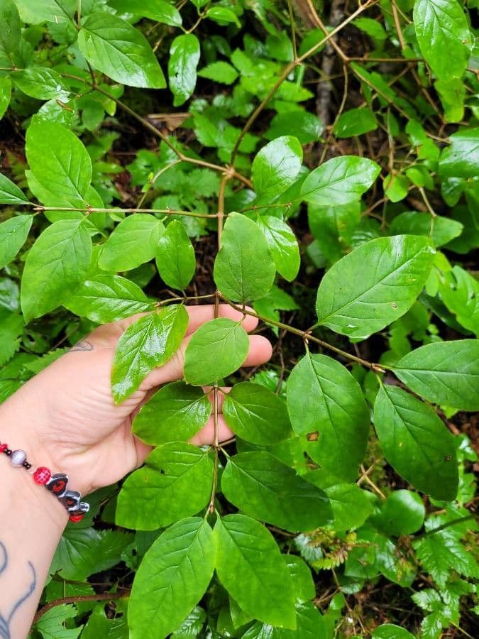 Amerikaanse Kamperfoelie met witte tubulaire bloemen en rode bessen