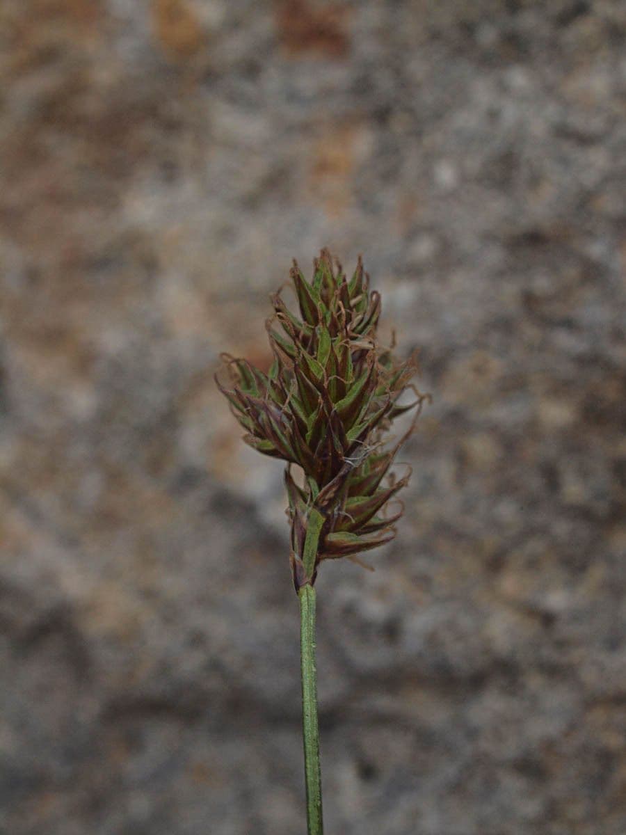 Carex praticola meadow sedge weide-zegge