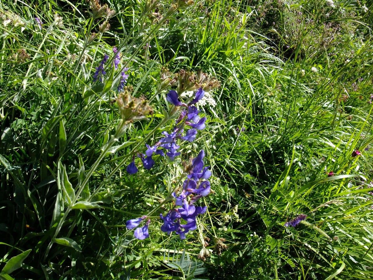 Vicia onobrychioides affichant des epis floraux bleus delicats