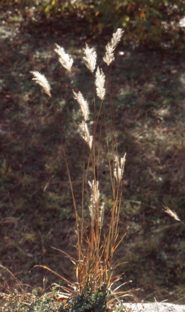 Bothriochloa saccharoides - barbon faux-saccharum avec ses epis argentes au soleil couchant