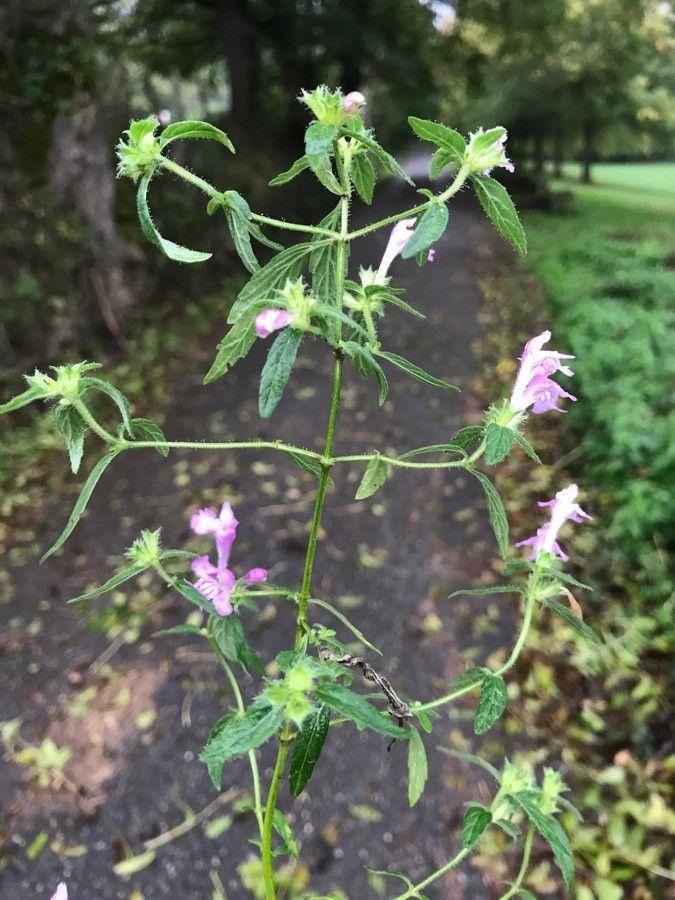 Galéopsis ladanum en pleine floraison sur un talus ensoleillé avec des fleurs violettes le long de la tige