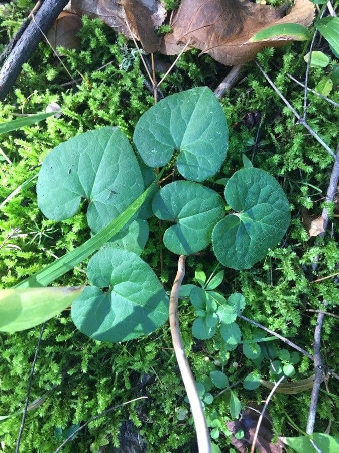 Asarum caudatum with heart-shaped leaves and hidden flowers