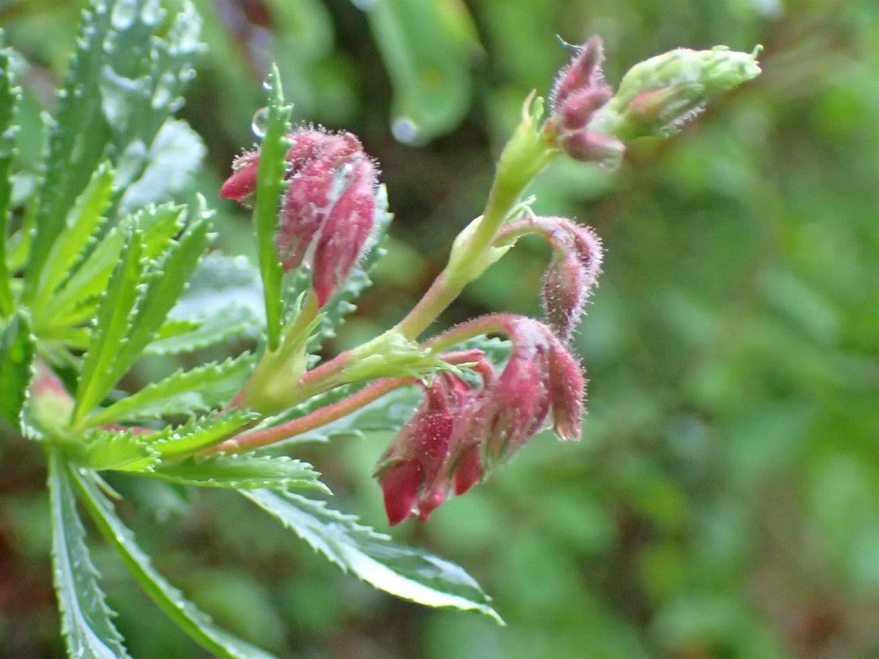 Ononis fruticosa struik met paarse bloemen in mediterrane omgeving