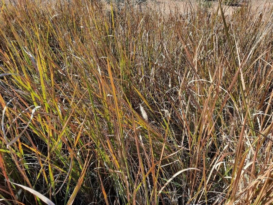 Rote und silberne Blütenrispen von Imperata cylindrica