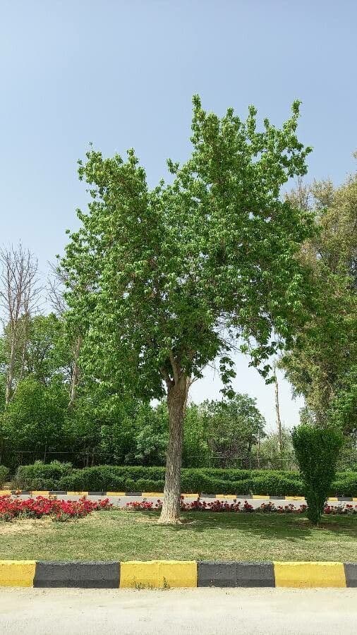 Acer velutinum met dichte fluweelzachte bladeren in groene tinten