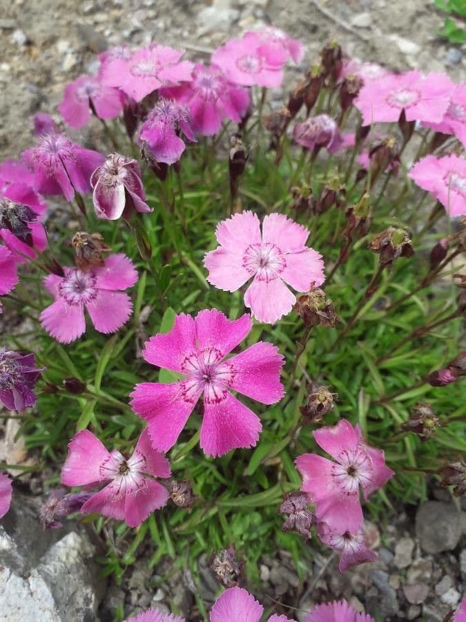 Pink blooms of Dianthus alpinus in alpine setting