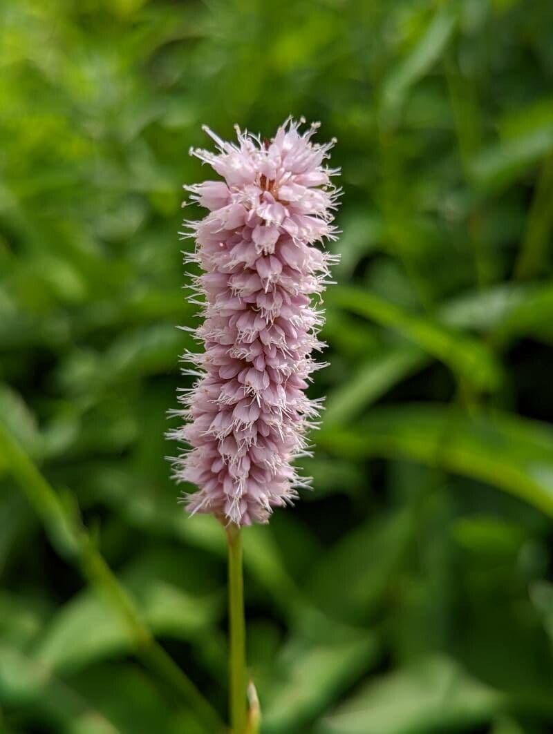 Roze bloemen van Persicaria bistorta in een vochtige weide