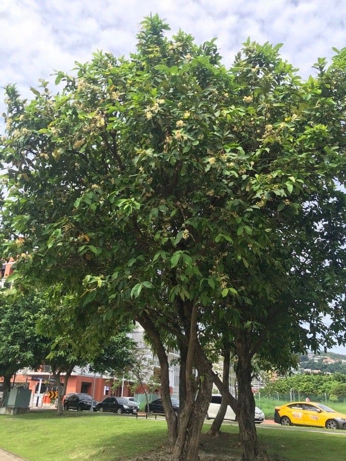 Syzygium aqueum Wasserapfel mit roten Fruchten