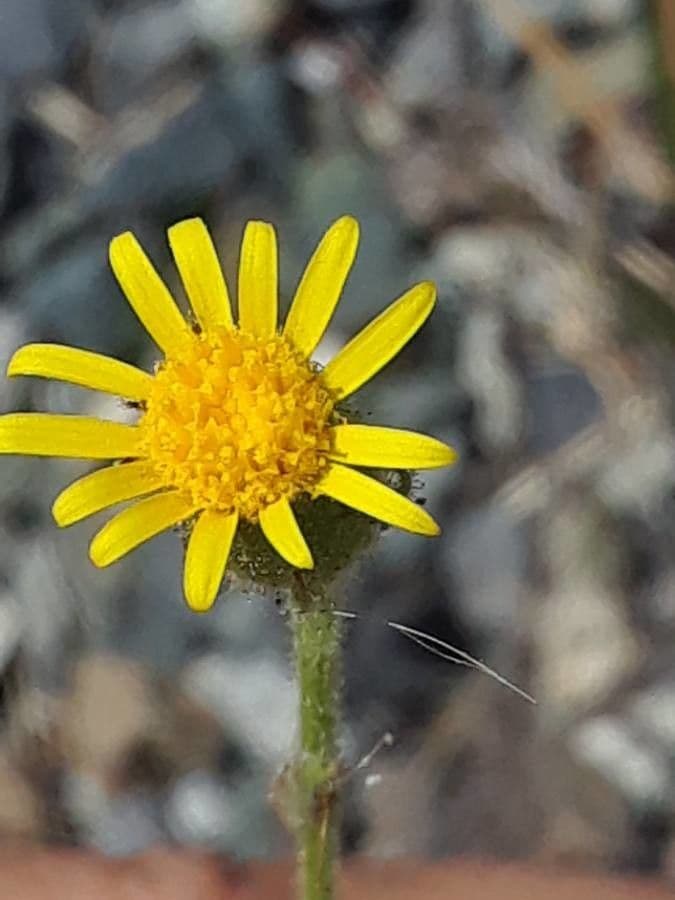 Gele bloemen van kleverig kruiskruid met plakkerige blad