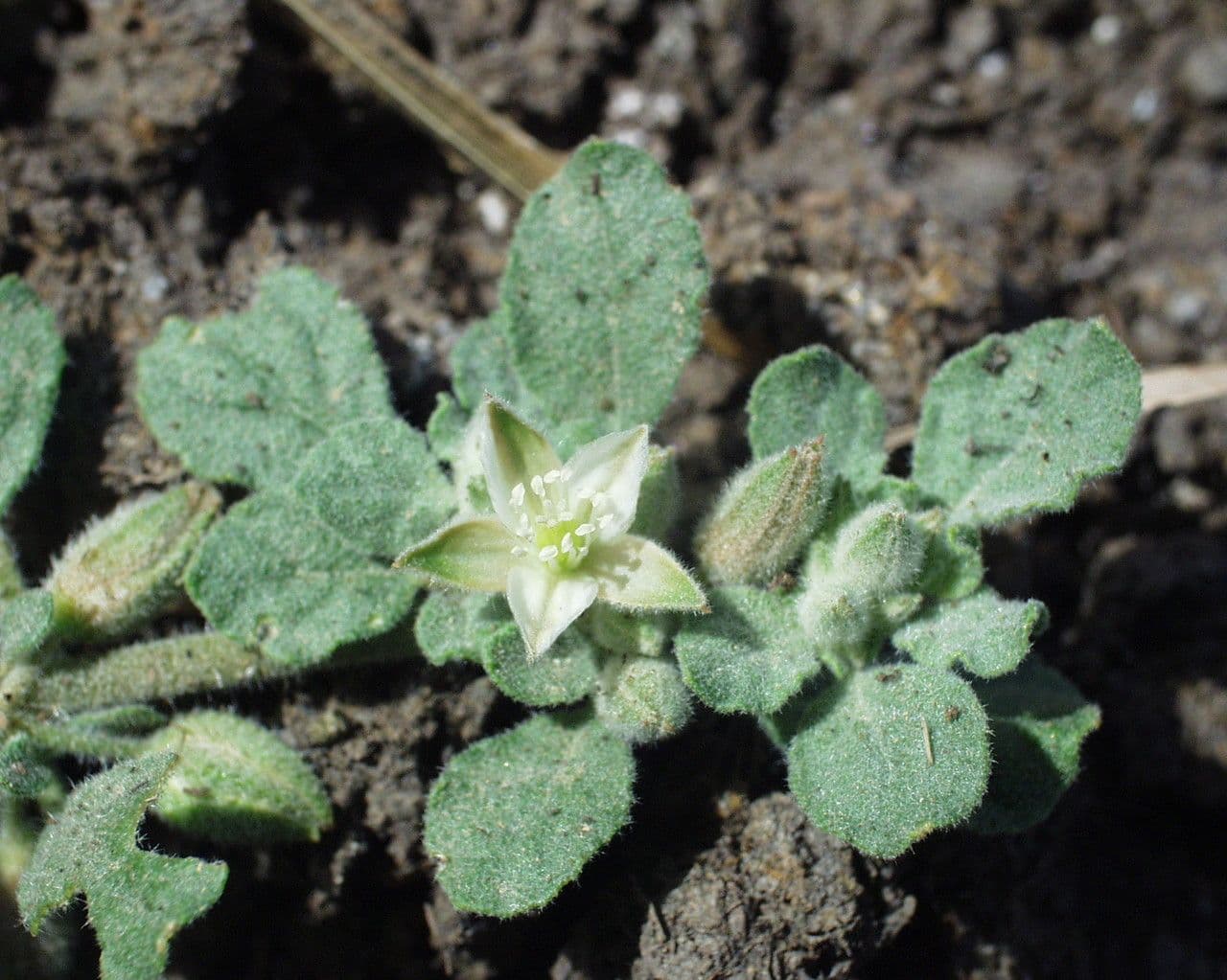 Glinus lotoides plant with flowers
