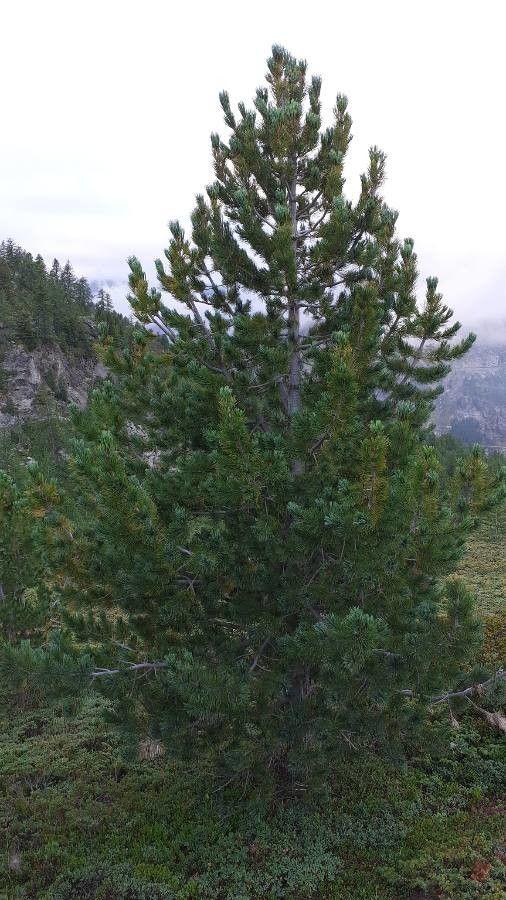 Zirbelkiefer (Pinus cembra) in einem alpinen Garten, umgeben von Felsen und flachwüchsigen Bodendeckern