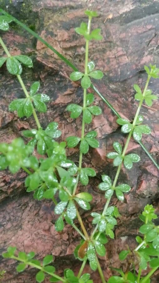 Galium rotundifolium white flowers with round leaves