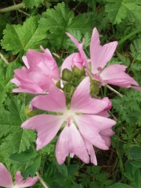 Malva moschata roze bloemen en fijne bladeren