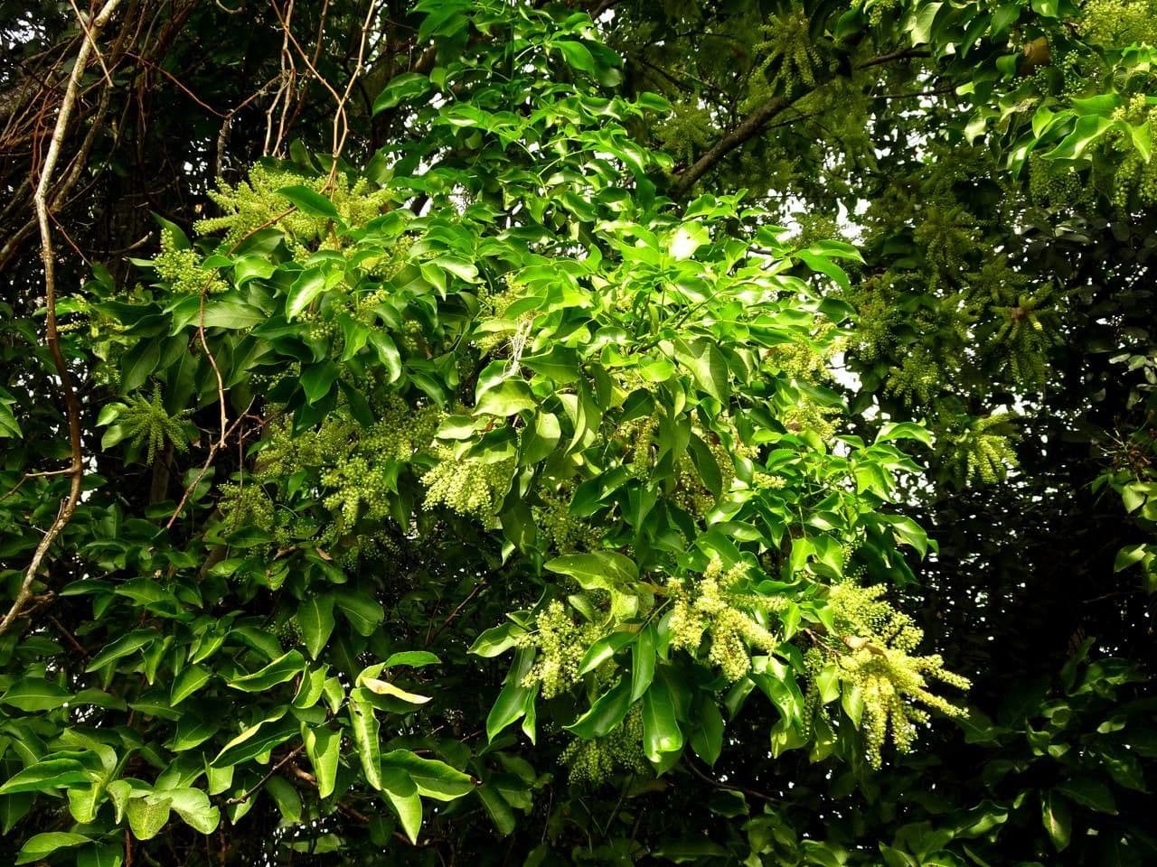 Genip tree with lush green foliage and characteristic round fruits