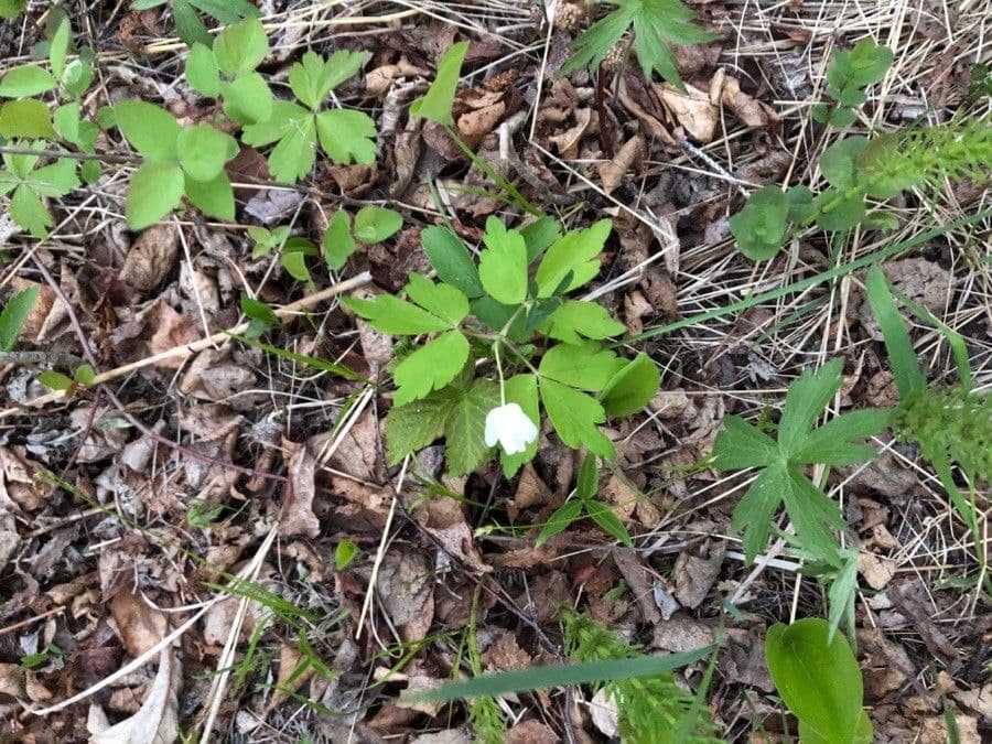 Wood anemone with delicate white flowers