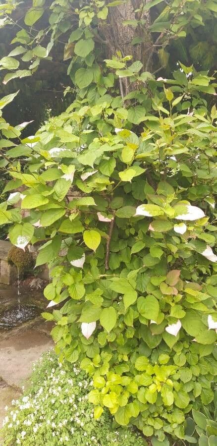 Actinidia kolomikta showing pink and white variegated leaves