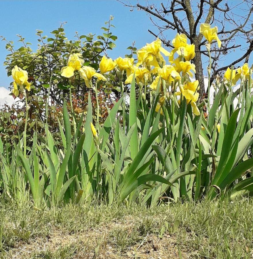 Sumpf-Schwertlilie in voller Blüte am Ufer eines Teichs im Sommer