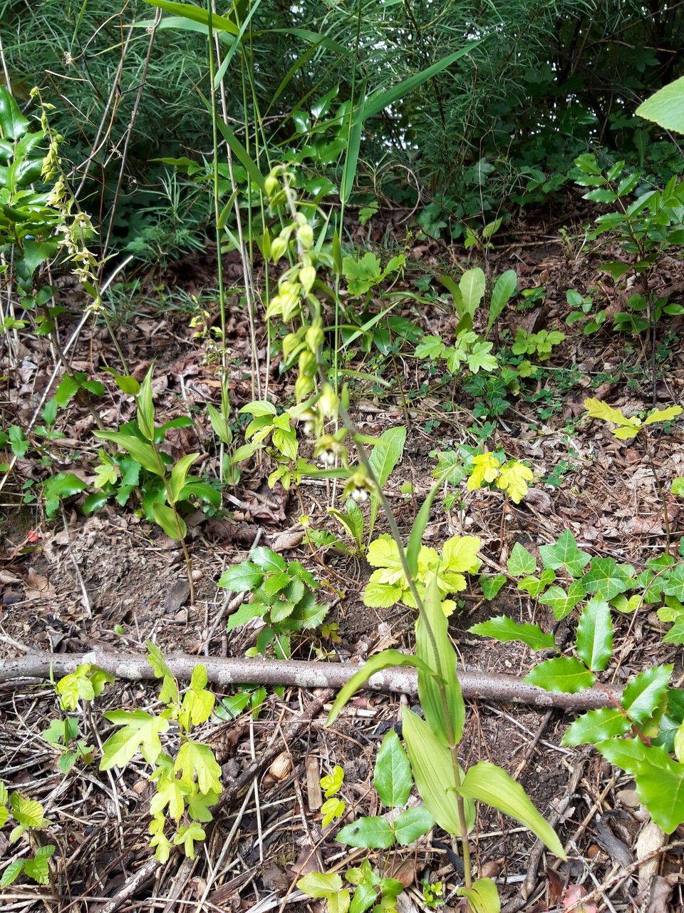 Breitblättrige Stendelwurz in voller Blüte unter Laubbäumen in einem feuchten Garten