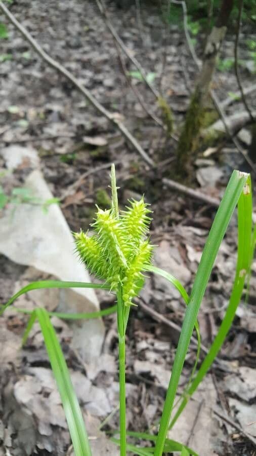 Carex retrorsa Segge mit charakteristischen reflexen Bluetenstanden