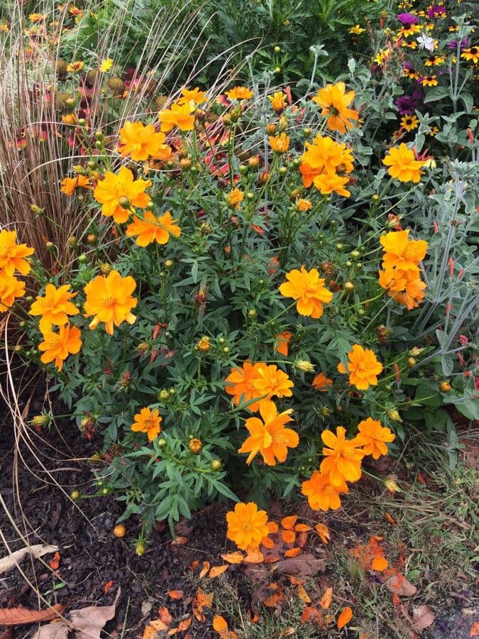 Cosmos sulphureus Blüten mit warmen orange und gelben Tönen in voller Sonne